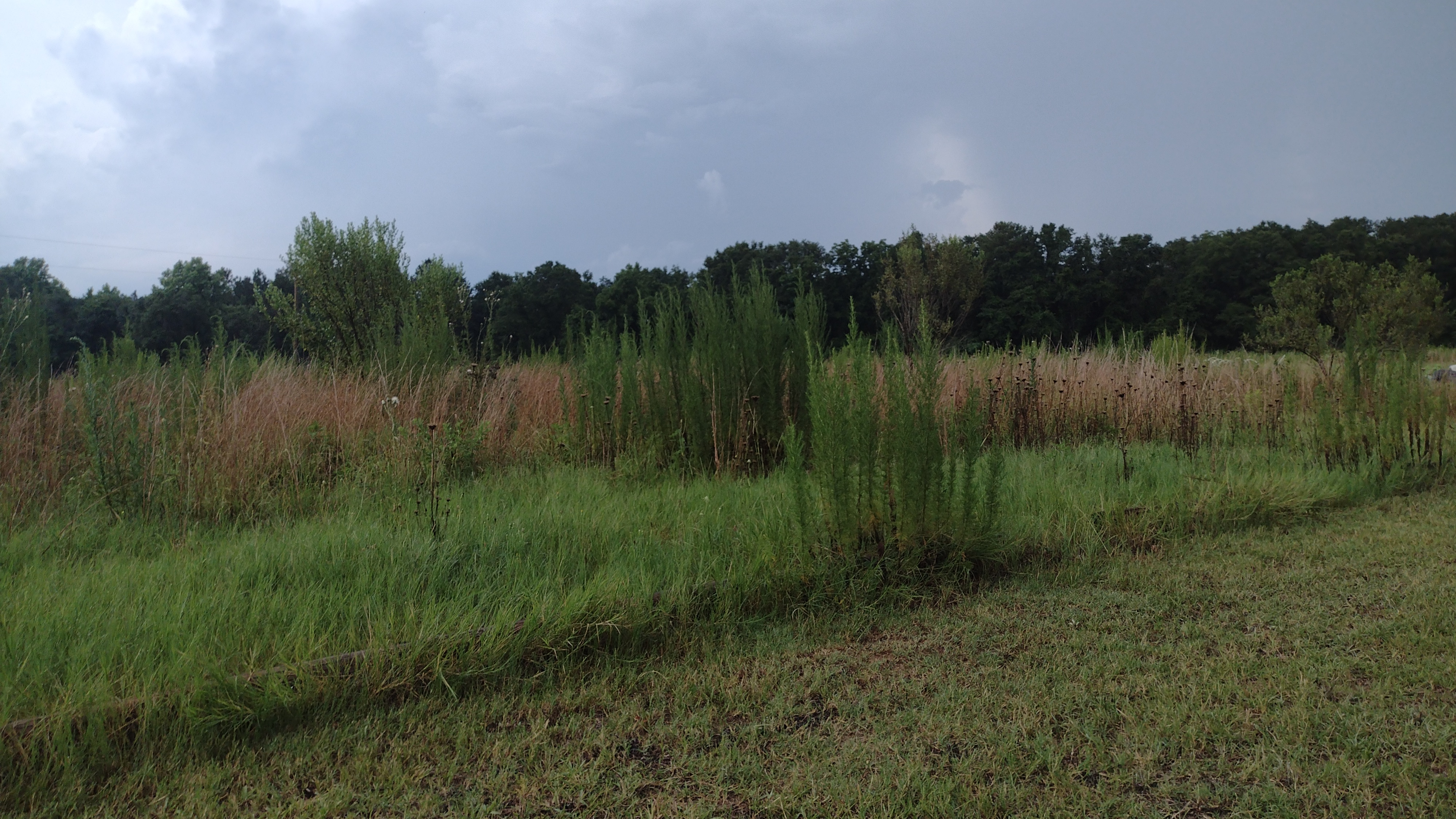 Natural land vegetation