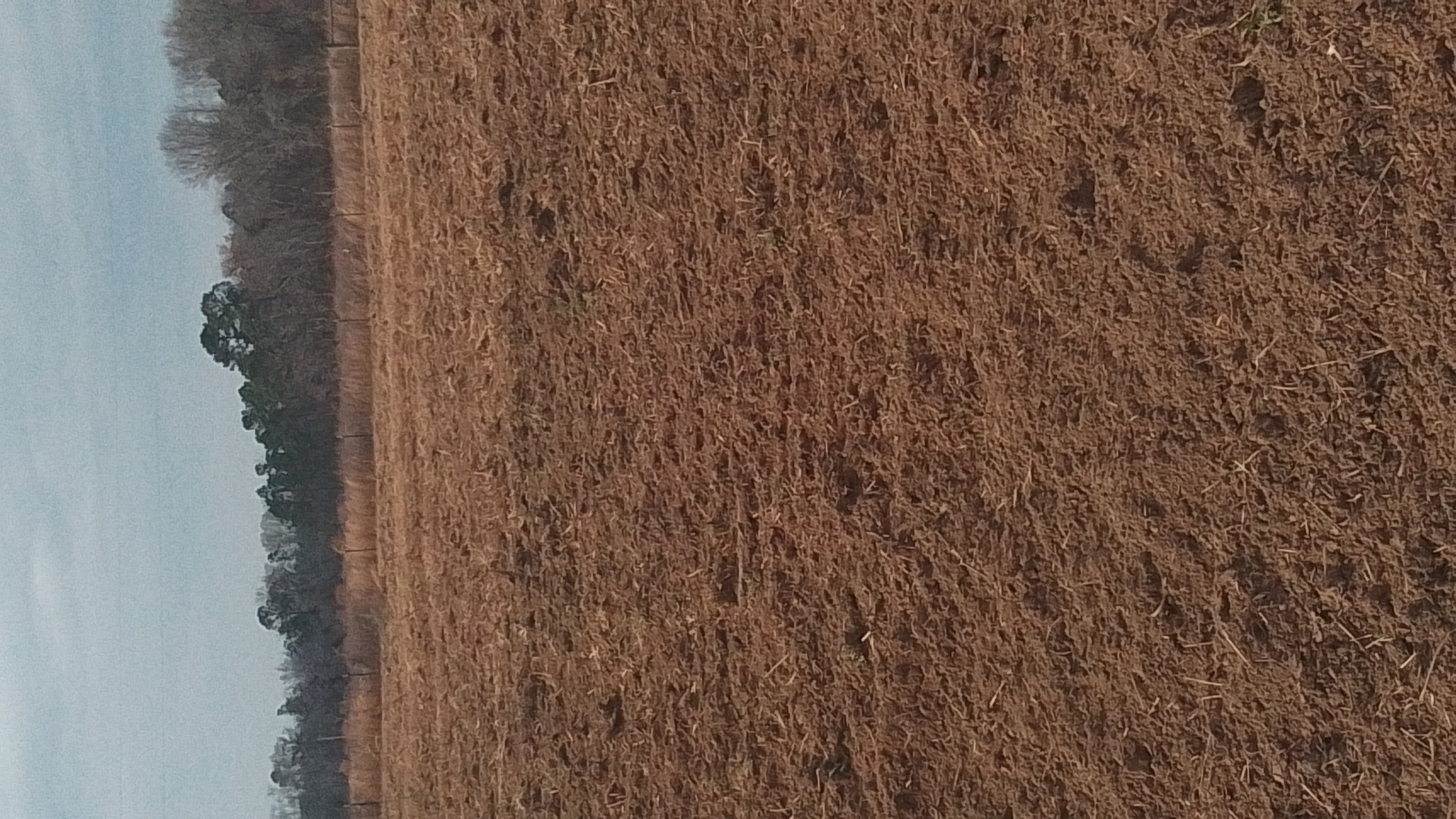 Freshly tilled soil